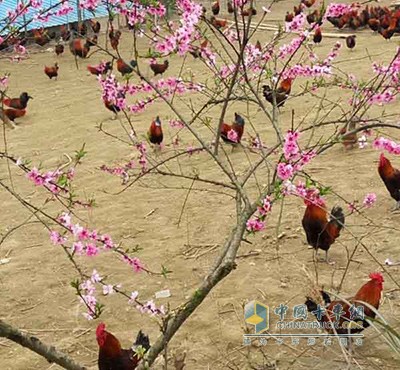 吳焰家的散養(yǎng)雞場(chǎng)