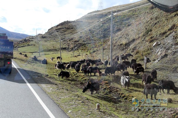 高原藍天白云及遍地牦牛