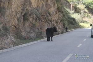 中國重汽藏地探索世界屋脊:跨過新都橋