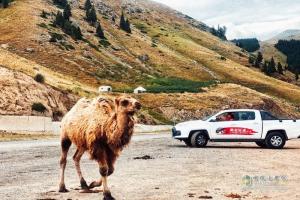 “江鈴域虎國(guó)門(mén)之旅”第八季伊犁站，探索伊犁邊塞之美