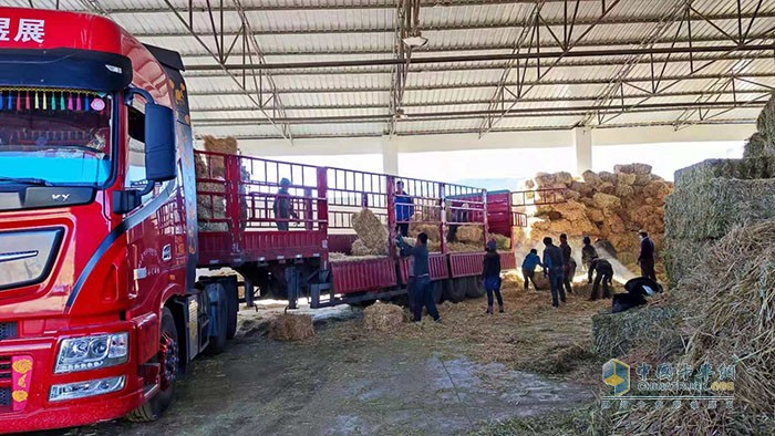 正在對燕麥飼草裝車
