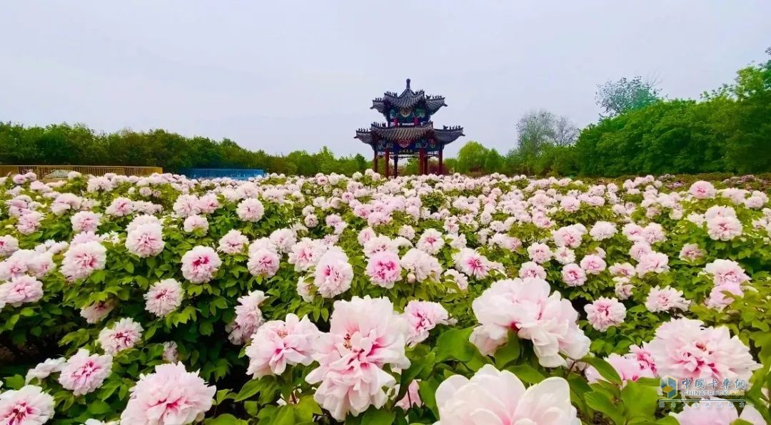 盛世牡丹真國色，百萬奧鈴開新篇，奧鈴Pro閃耀齊魯大地