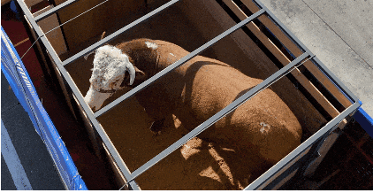 解放卡車：國車送國禮，犇！